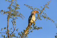 Zazu the Red Billed Hornbill