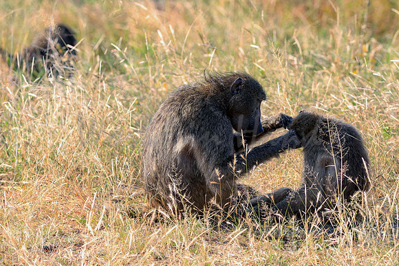 Mother and baby Baboon