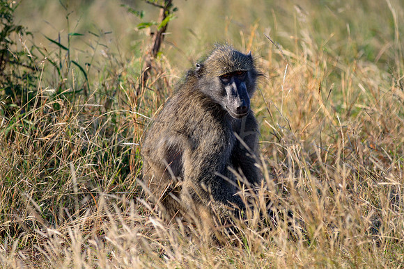 Baboon in the brush