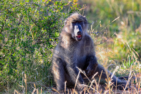 Baboon in the brush