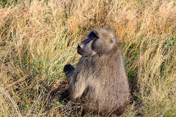 Baboon in the brush