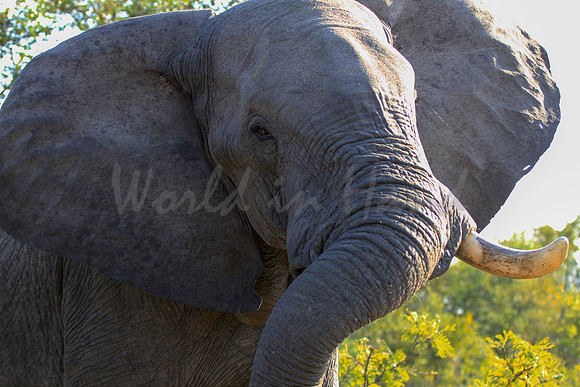 Elephant encounter