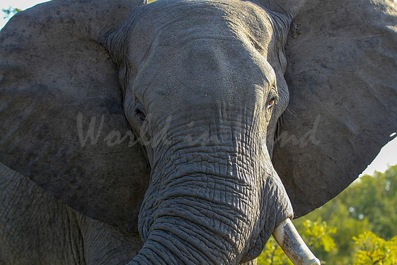 Elephant encounter