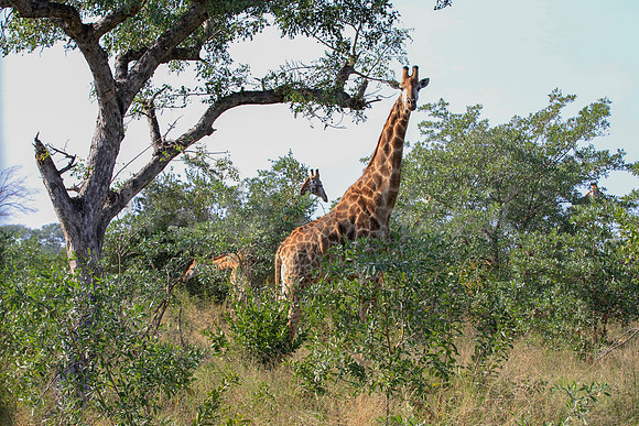 Giraffe on safari