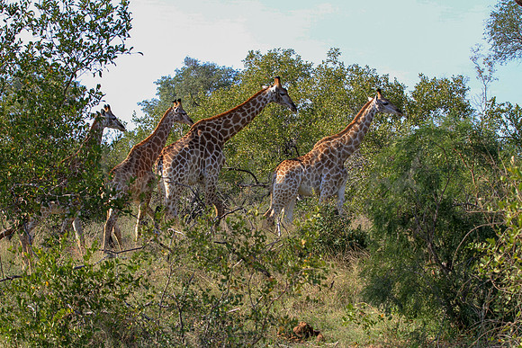 Giraffe on safari