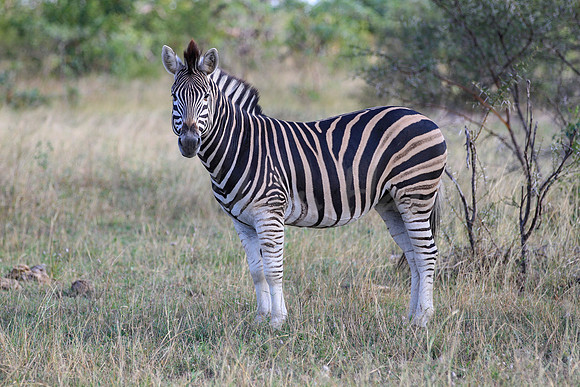 Zebra on safari
