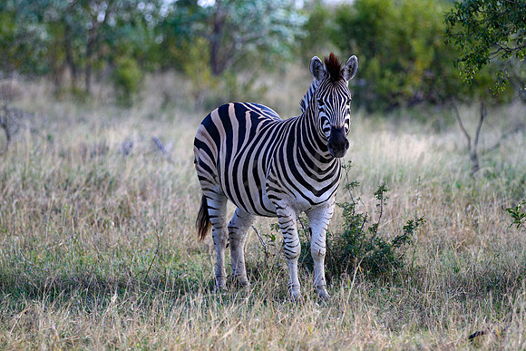 Zebra on safari