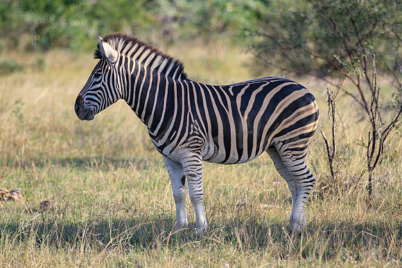 Zebra on safari