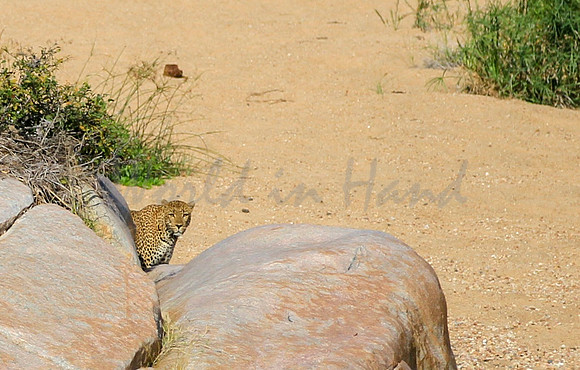 African cheetah on safari