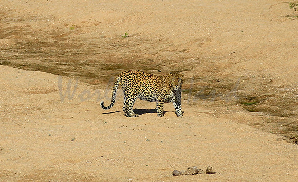 African cheetah on safari