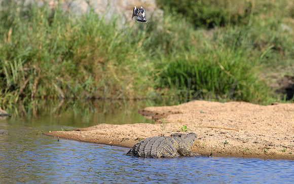African crocodile