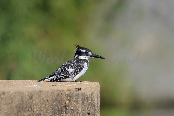 Pied Kingfisher