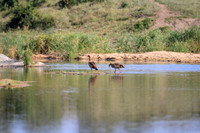 African birds on a pond