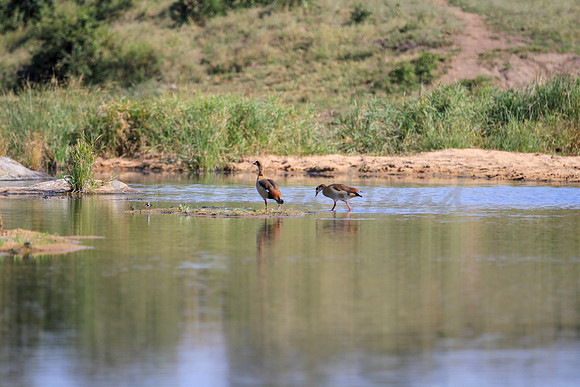 African birds on a pond