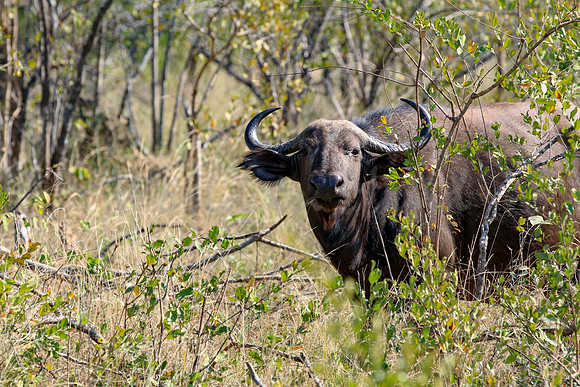 Water Buffalo on safari