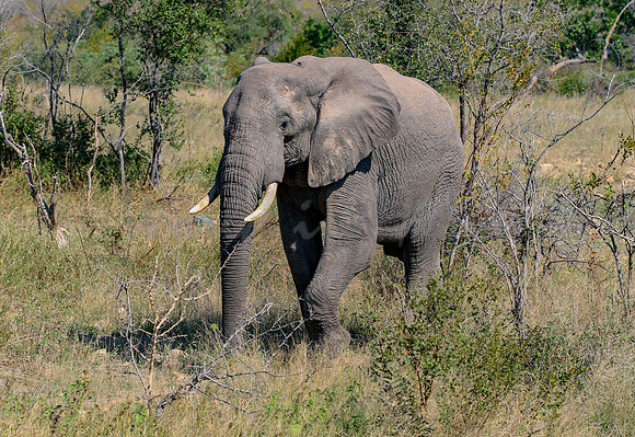 Elephants on safari