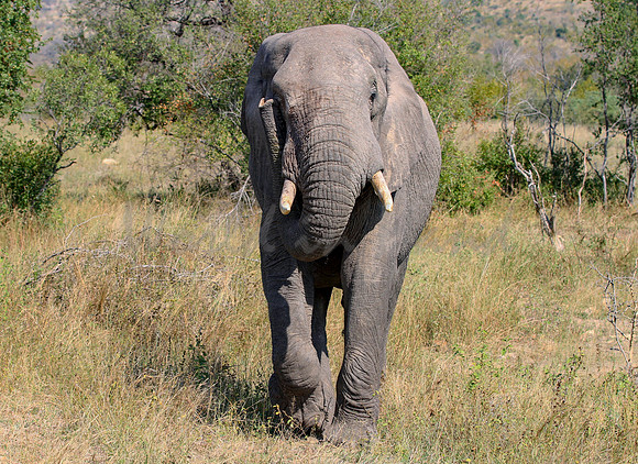Elephants on safari