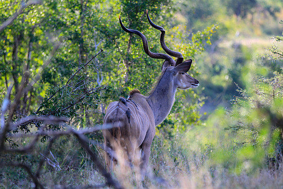 African Kudu on safari