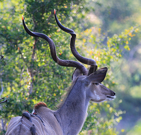 African Kudu on safari