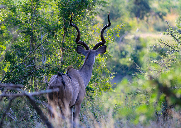African Kudu on safari