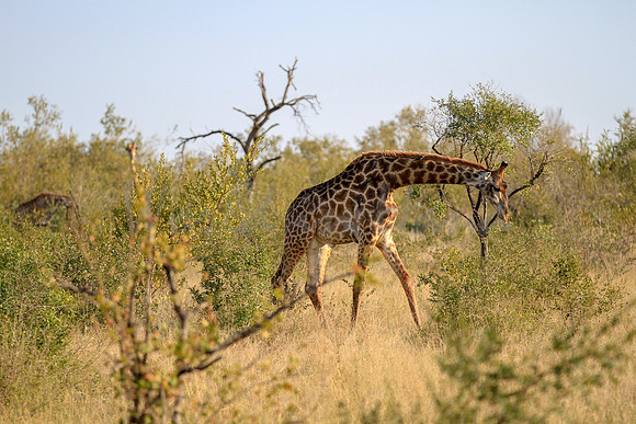 Giraffe on safari