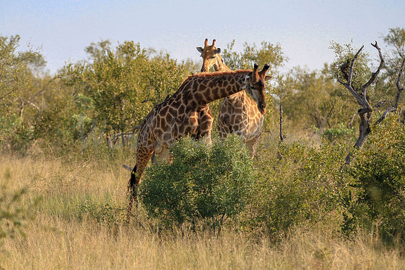 Giraffe on safari