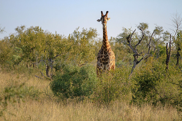 Giraffe on safari