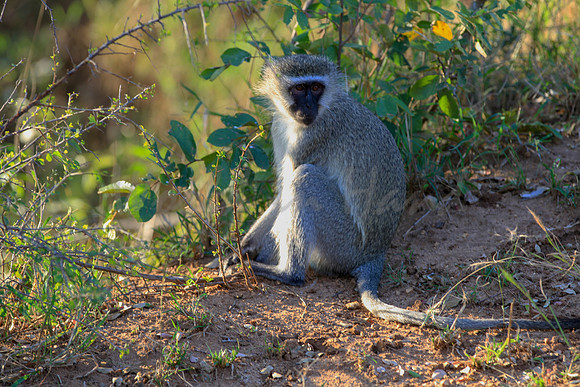 African Vervet