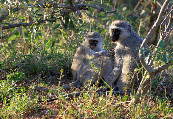 Vervet mom with baby