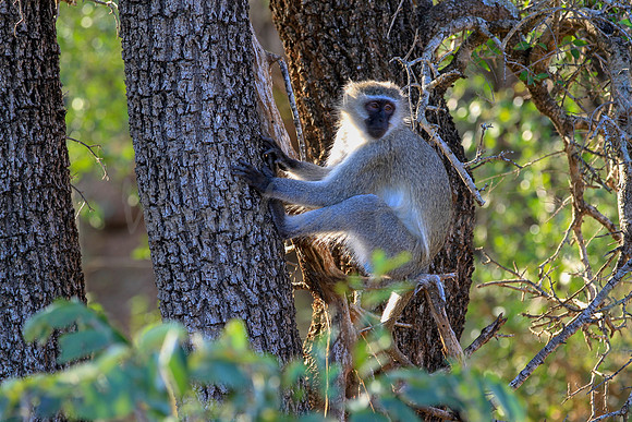 African Vervet