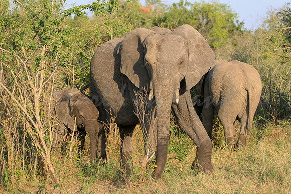 On Safari (58)