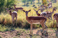 On Safari (15)