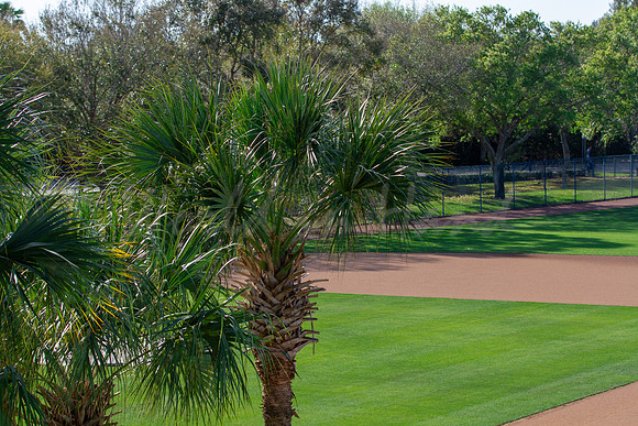 Baseball infield and outfield