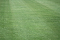 Fresh cut stadium grass