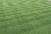 Fresh cut stadium grass