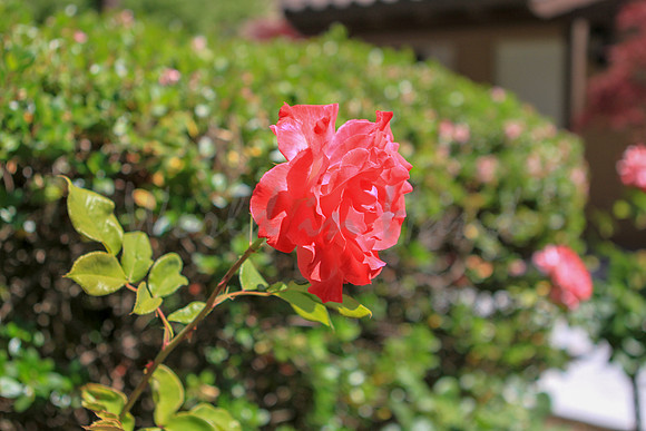 red rose