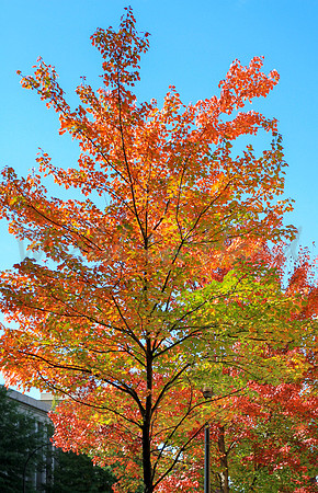 Foliage (1)