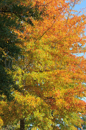 Foliage (2)