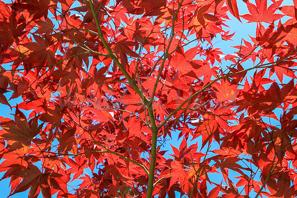 Japanese Maple