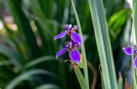 Purple Iris
