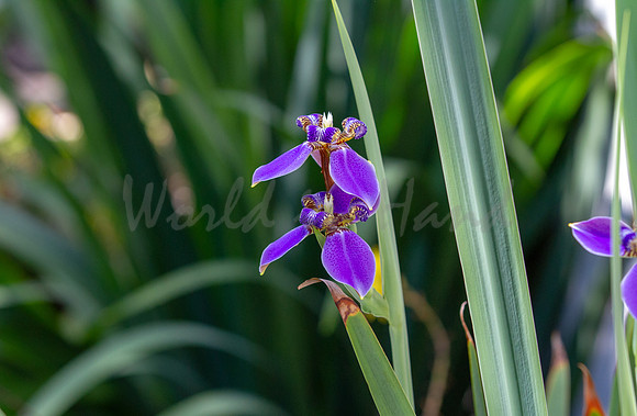 Purple Iris