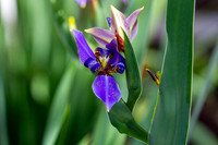 Purple Iris