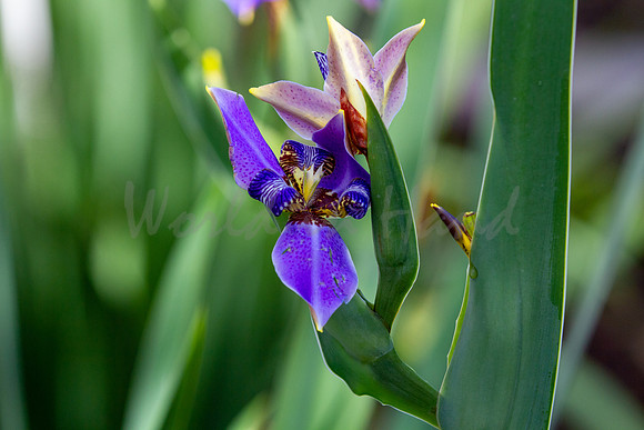 Purple Iris