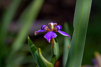 Purple Iris