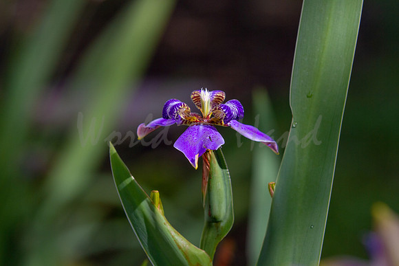 Purple Iris