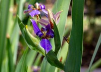 Purple Iris