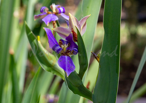 Purple Iris