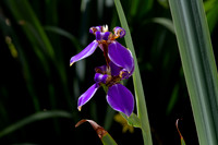 Purple Iris