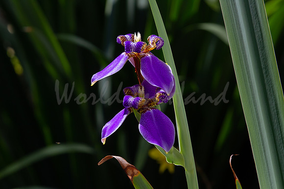Purple Iris