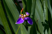 Purple Iris